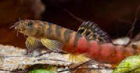Crimson Loach