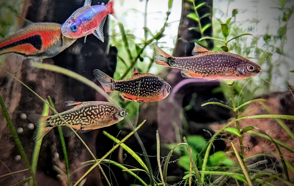 Galaxy rasbora
