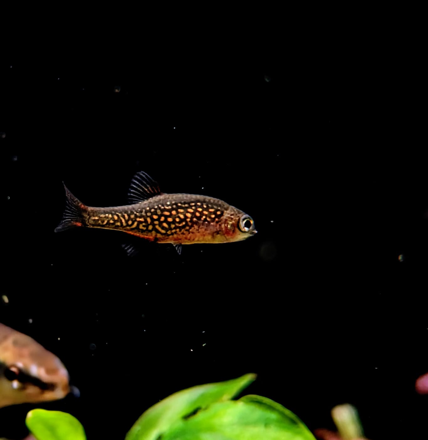 Galaxy rasbora