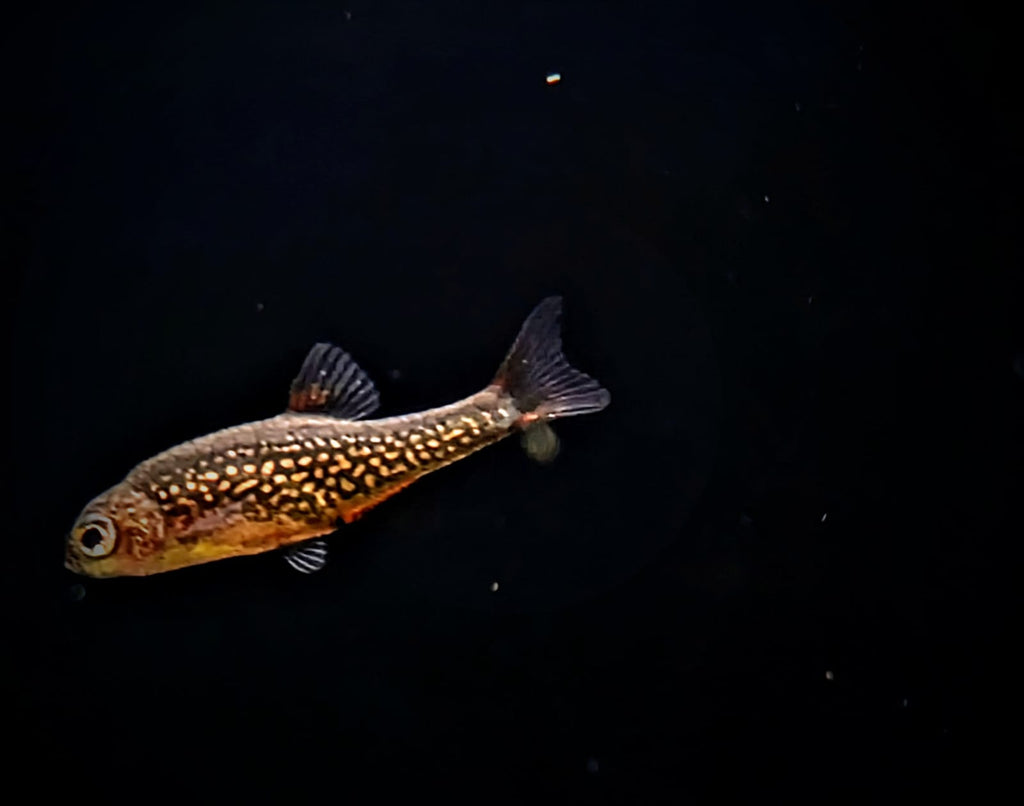 Galaxy rasbora