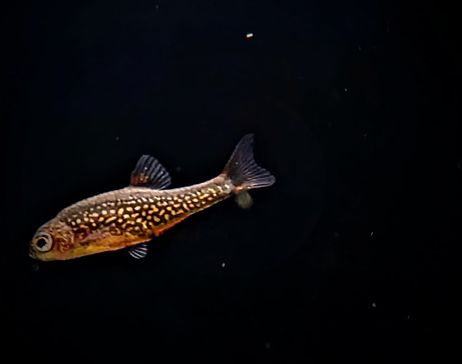 Galaxy rasbora