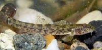 stone loach