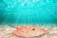 albino sting ray