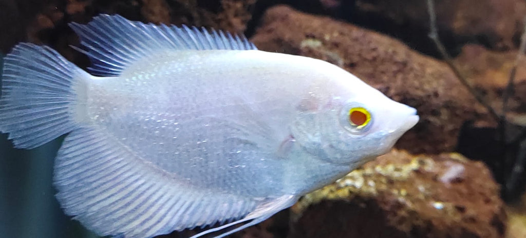 Albino Giant Gourami