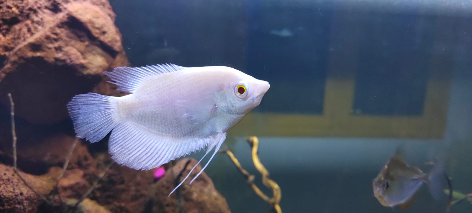 Albino Giant Gourami