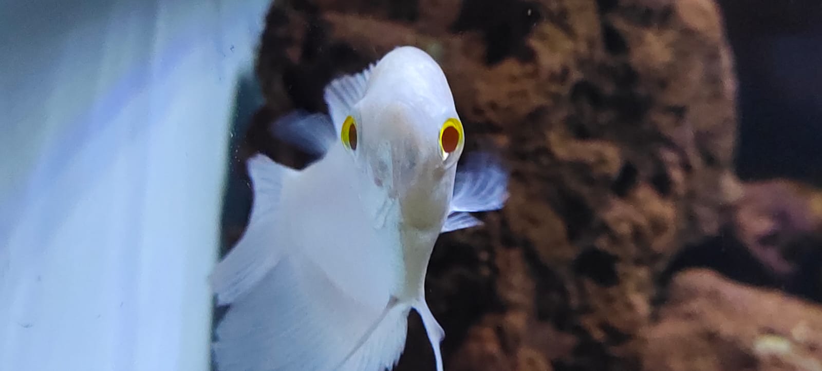 Albino Giant Gourami