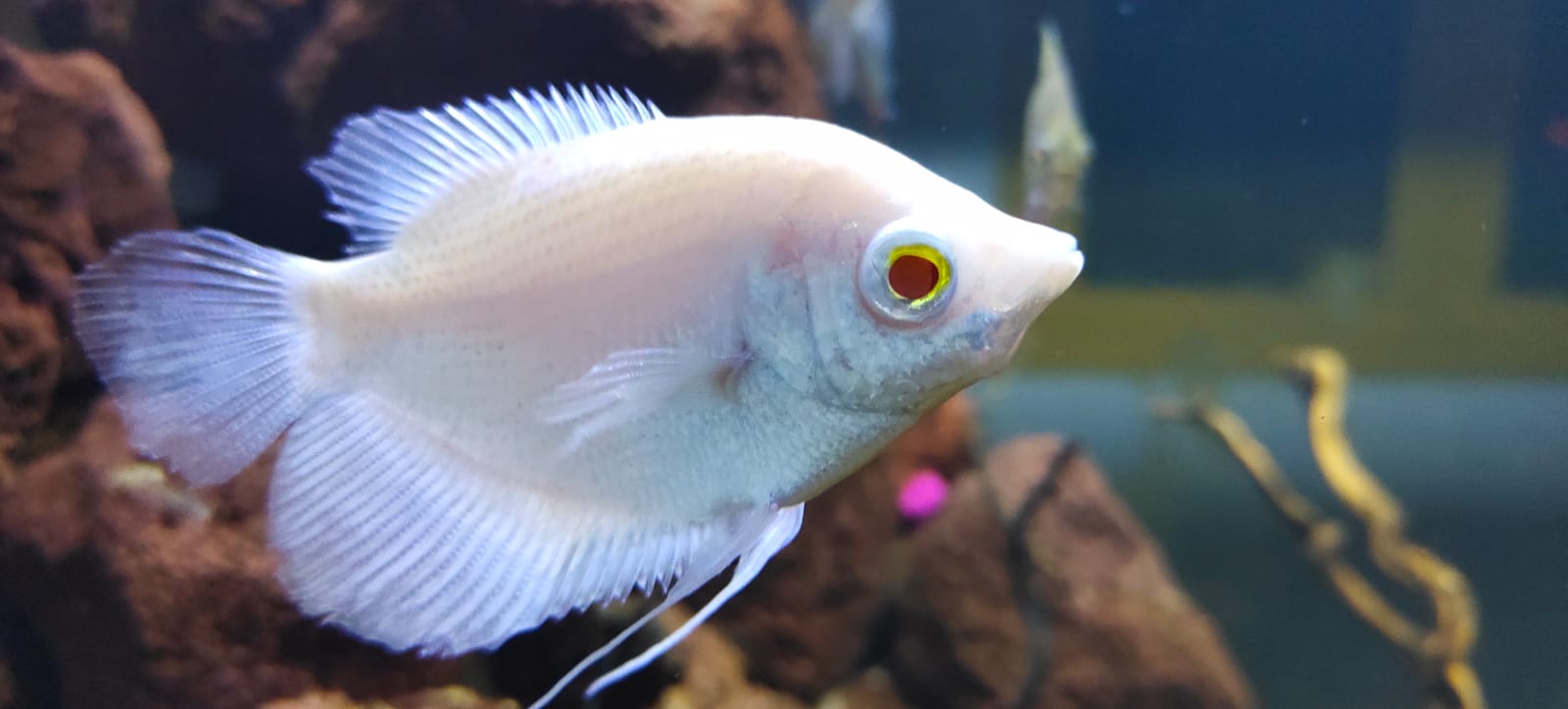 Albino Giant Gourami