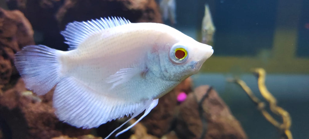 Albino Giant Gourami