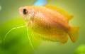Honey Gourami