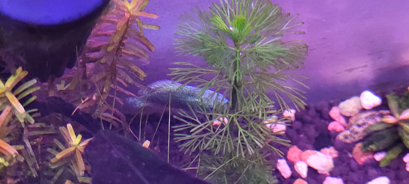Blue Cobalt Gourami