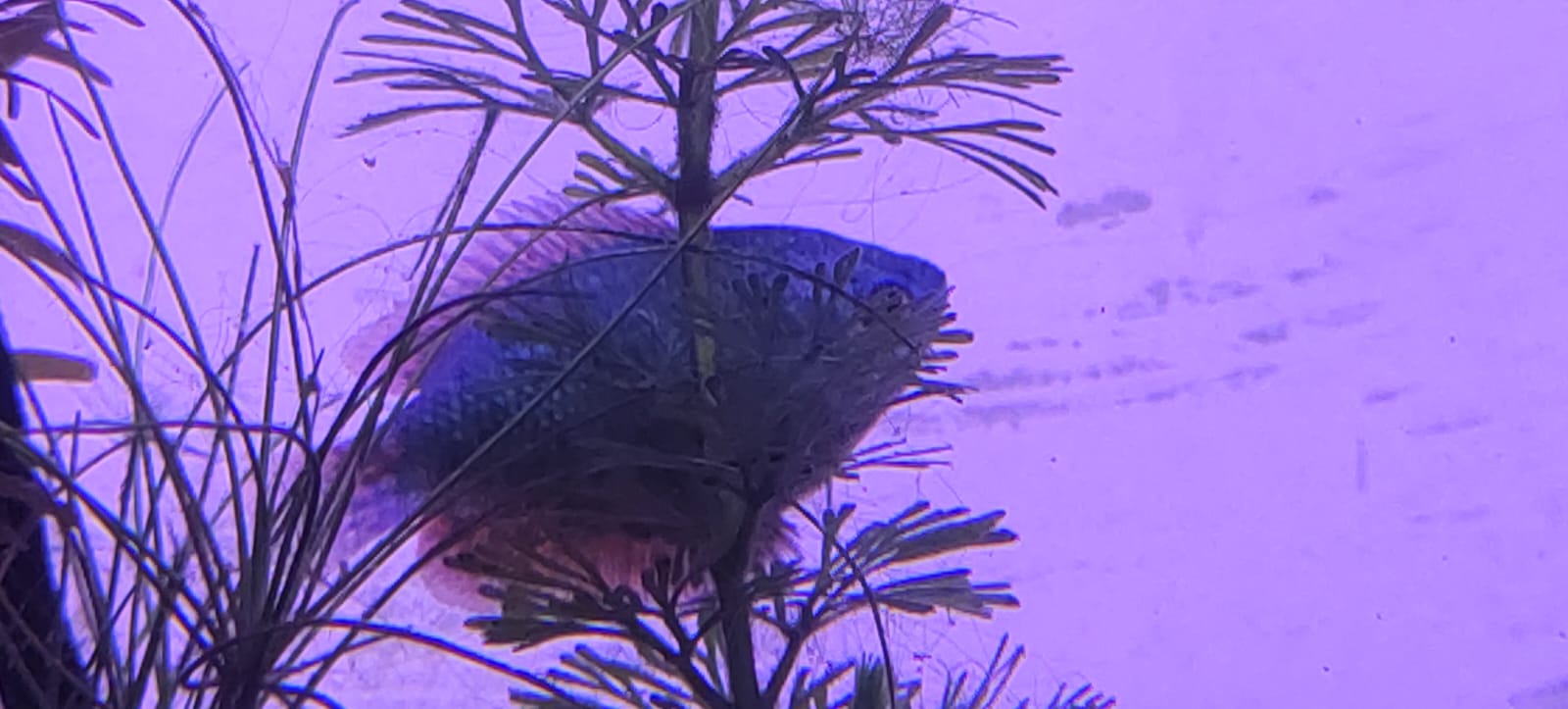 Blue Cobalt Gourami