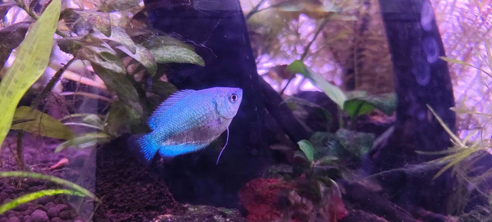 Blue Cobalt Gourami