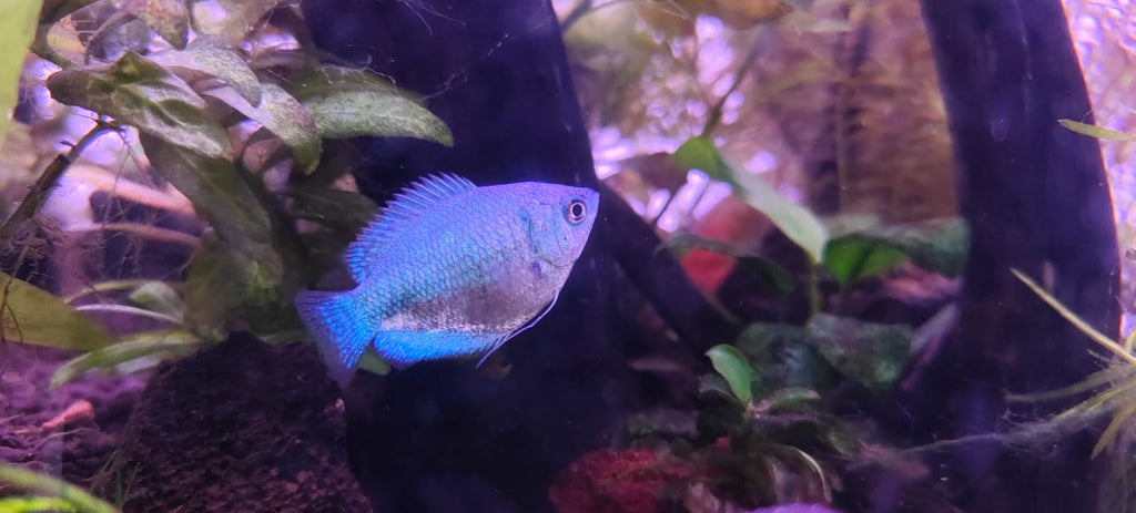 Blue Cobalt Gourami