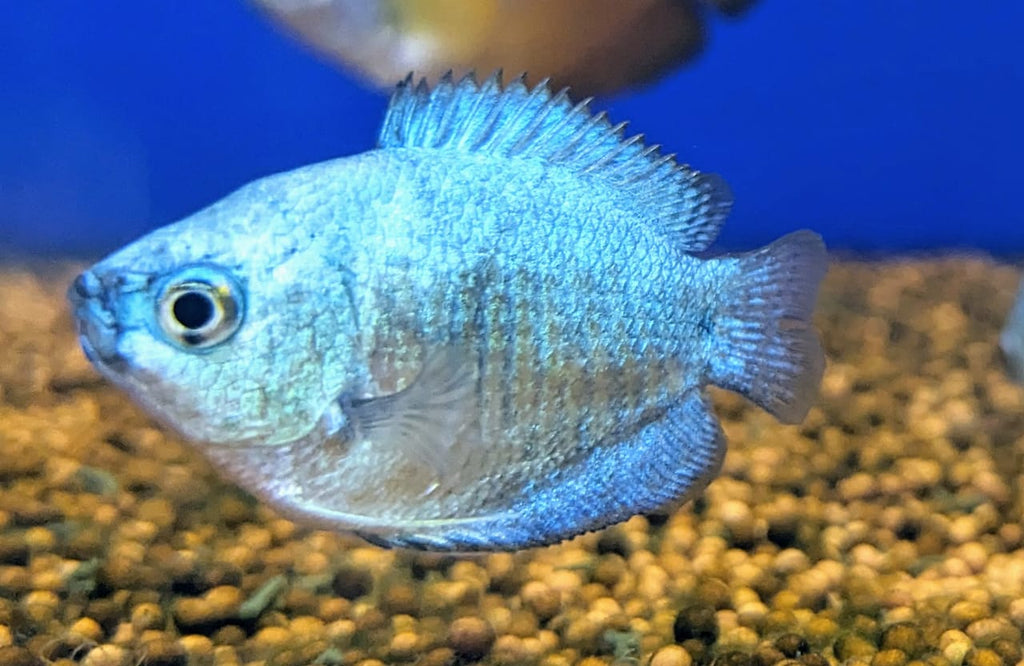 Cobalt Blue gourami