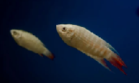 Albino Paradise Gourami
