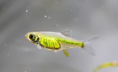 Green Rasbora