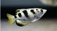 Archer Fish