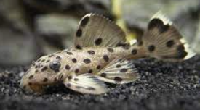 sultan pleco (l264)