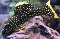 golden nuggets pleco (l177)