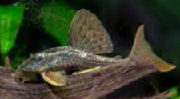 blue eyed red fin pleco l137