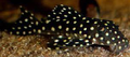snowball pleco lda