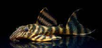 Panaqolus tankei