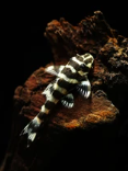 Leopard Frog Pleco L134