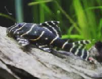 Emperor Pleco L204