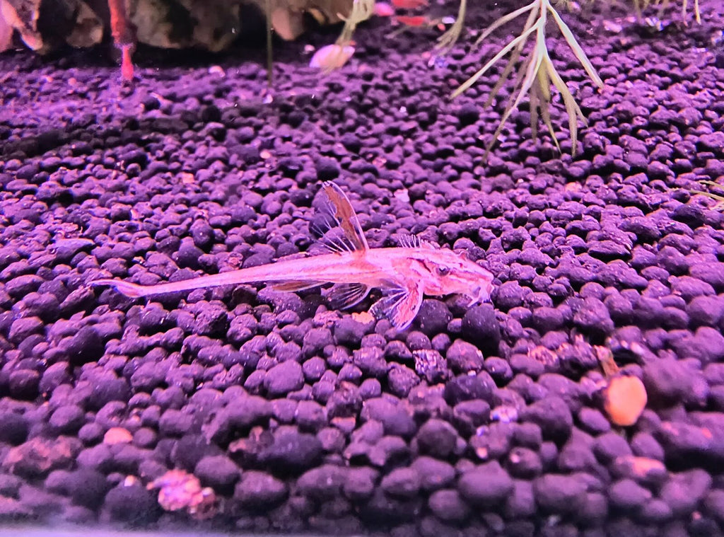 Red Whiptail Catfish