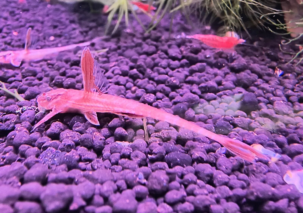 Red Whiptail Catfish