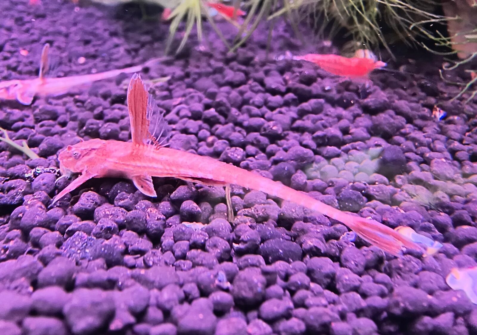 Red Whiptail Catfish