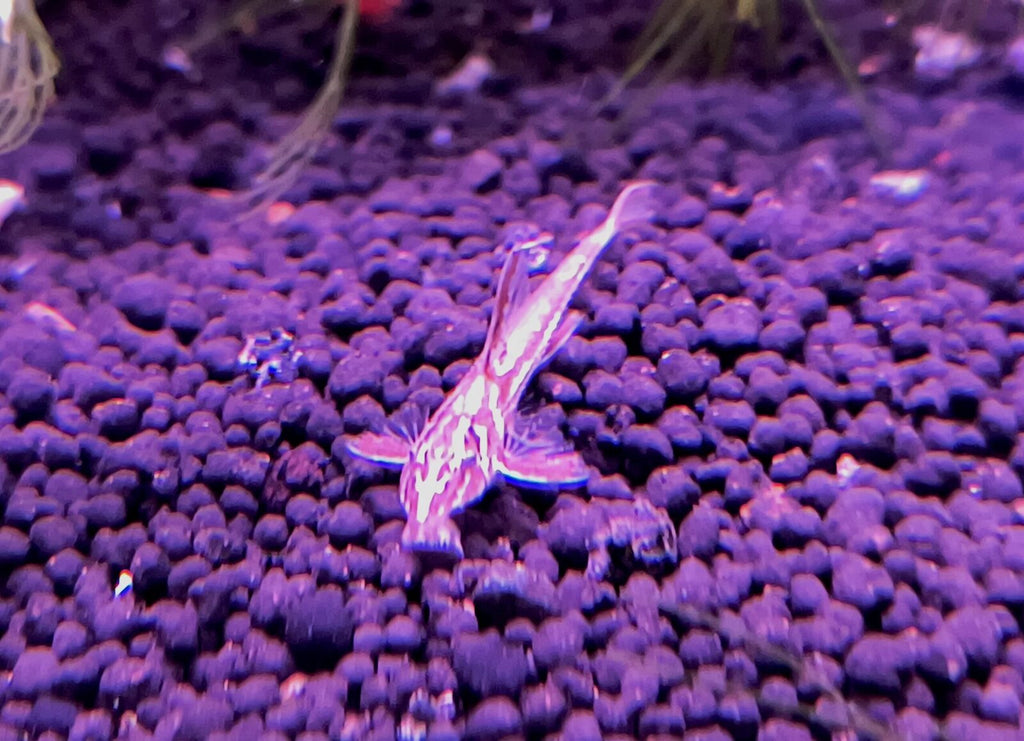 Red Whiptail Catfish