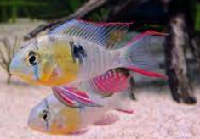 bolivian balloon ram