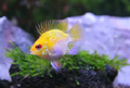 Gold Balloon Ram