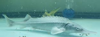 Platinum Sturgeon