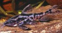 Irwin Soldier Catfish