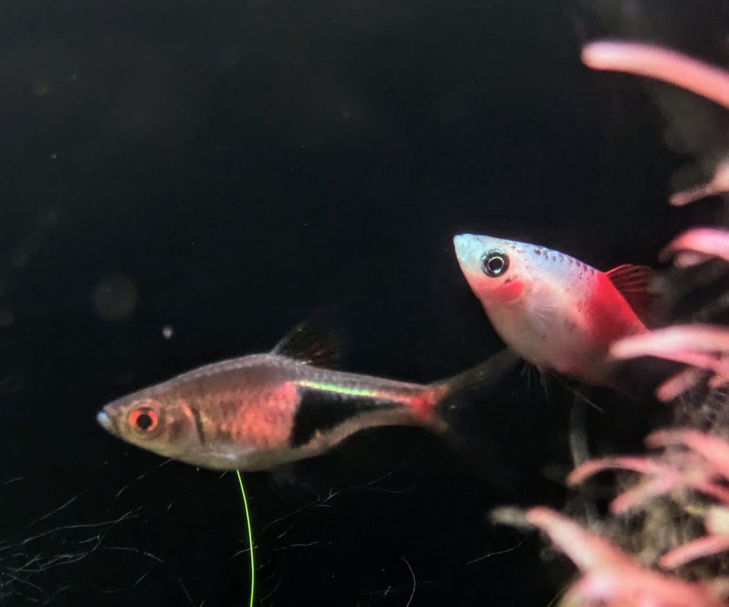 Harlequin rasbora
