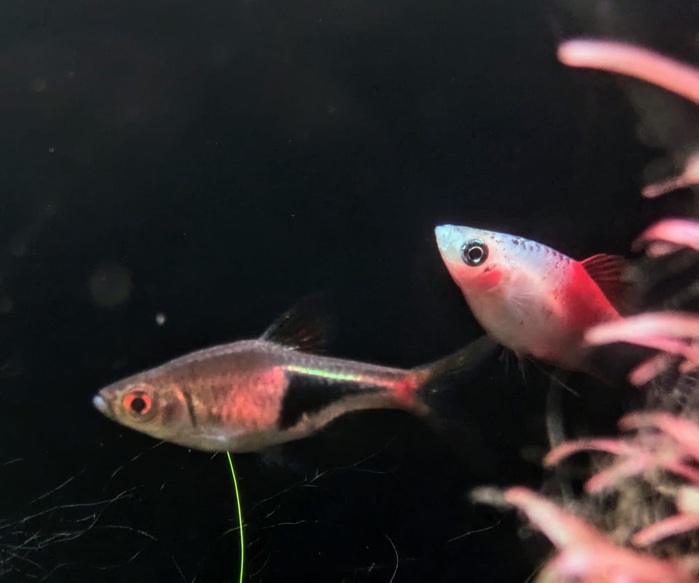 Harlequin rasbora