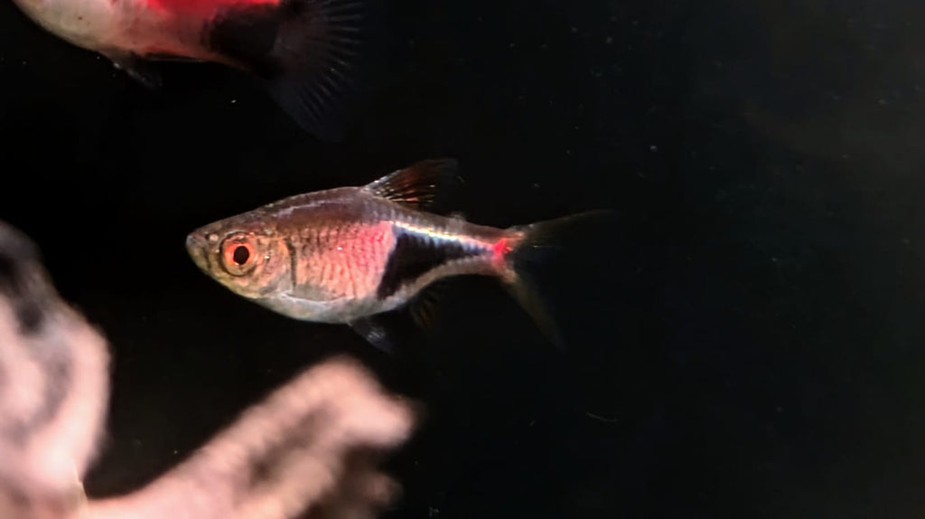 Harlequin rasbora (2)