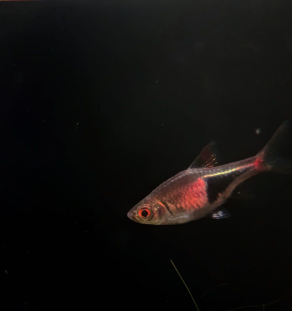 Harlequin rasbora