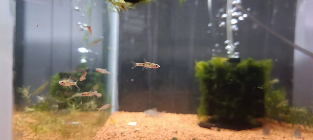 Mosquito Rasbora/ Chili Rasbora