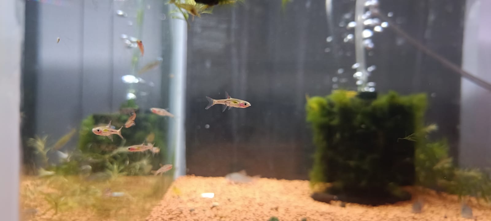 Mosquito Rasbora/ Chili Rasbora