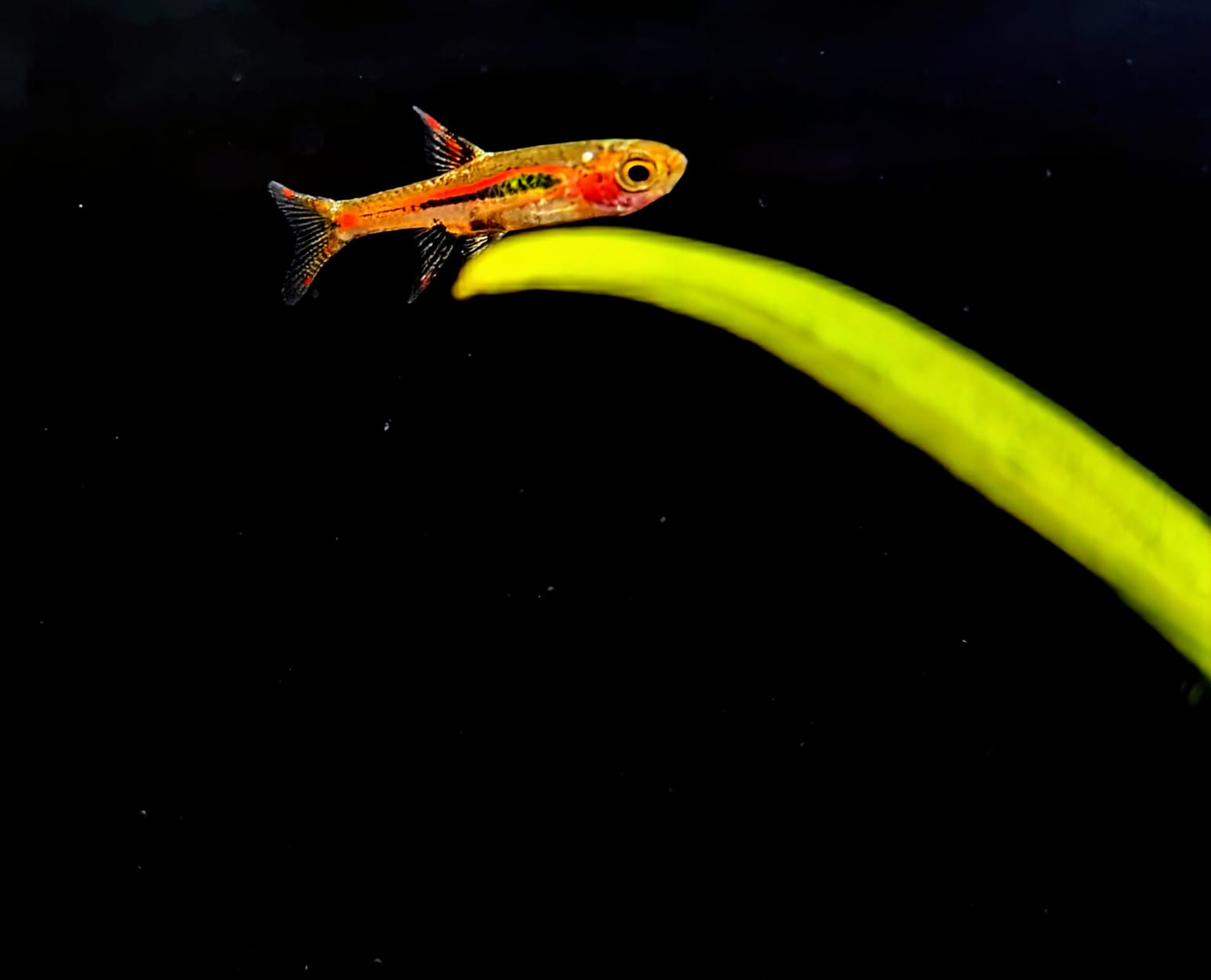 Chilli Bridgette rasbora