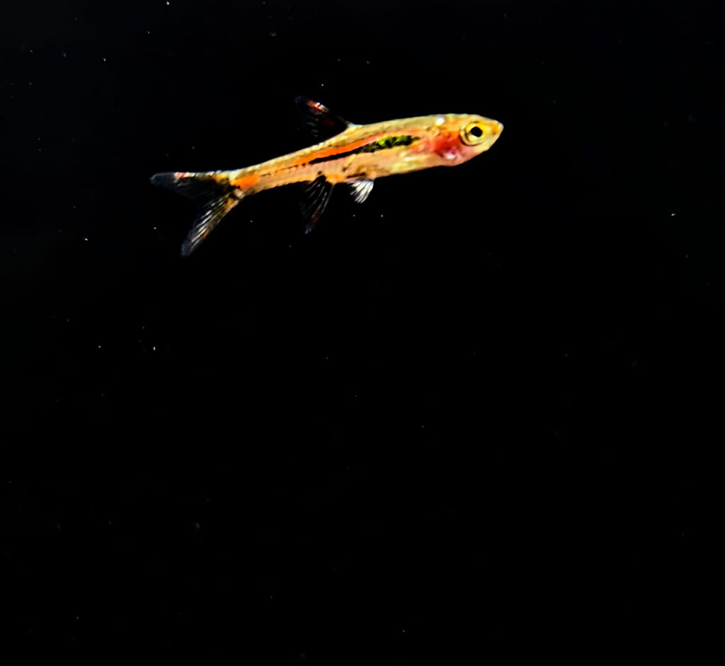 Chilli Bridgette rasbora