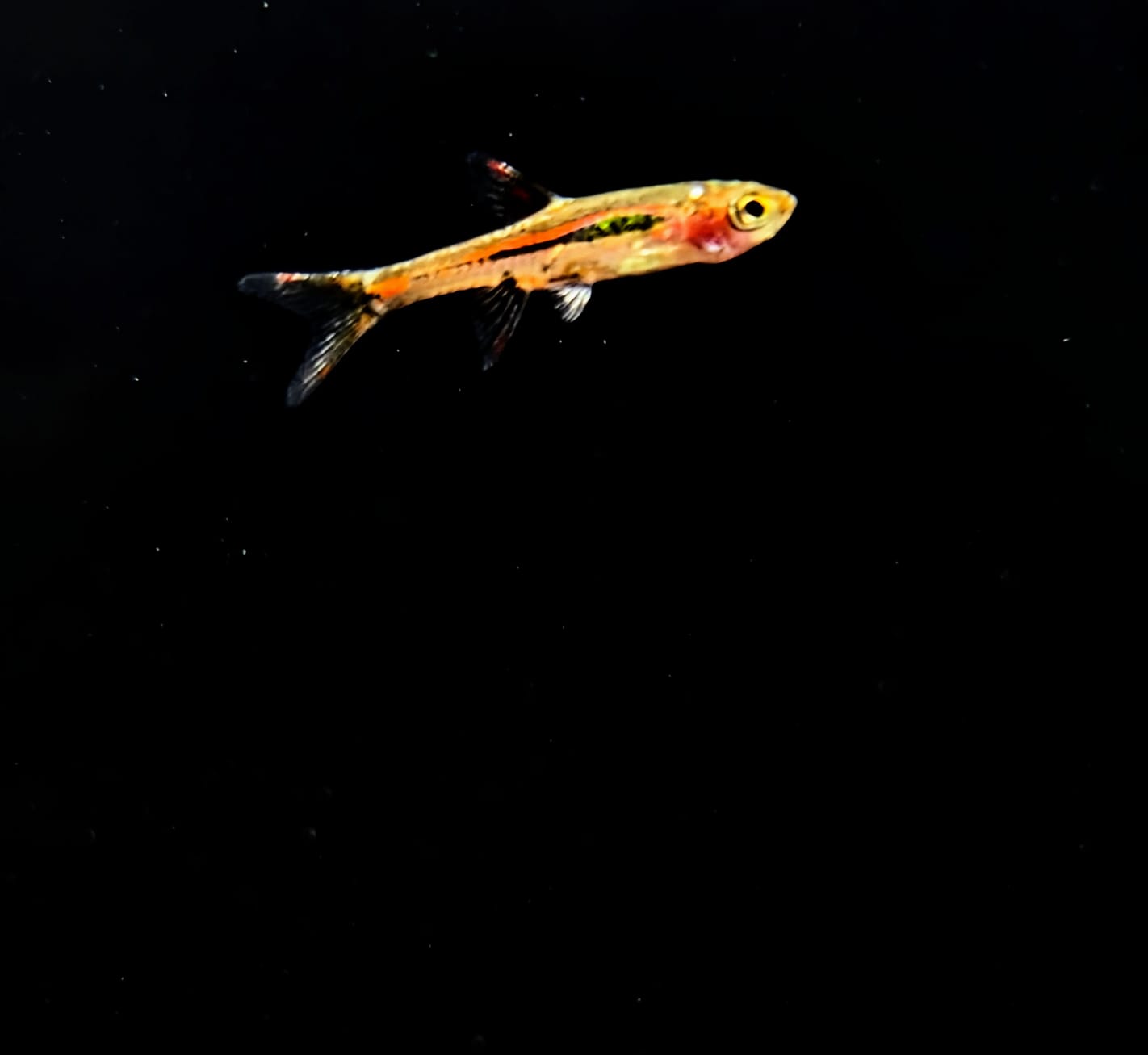 Chilli Bridgette rasbora