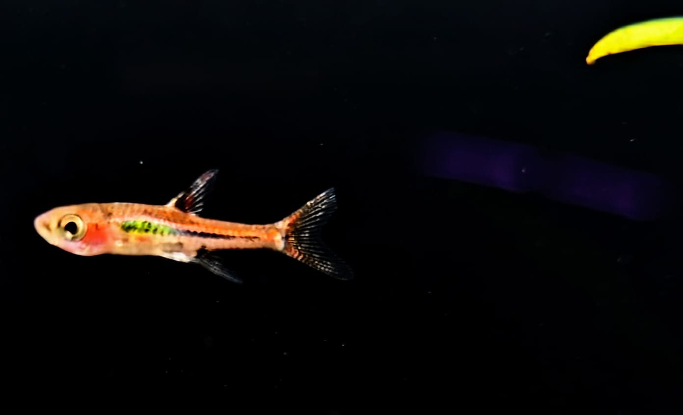 Chilli Bridgette rasbora