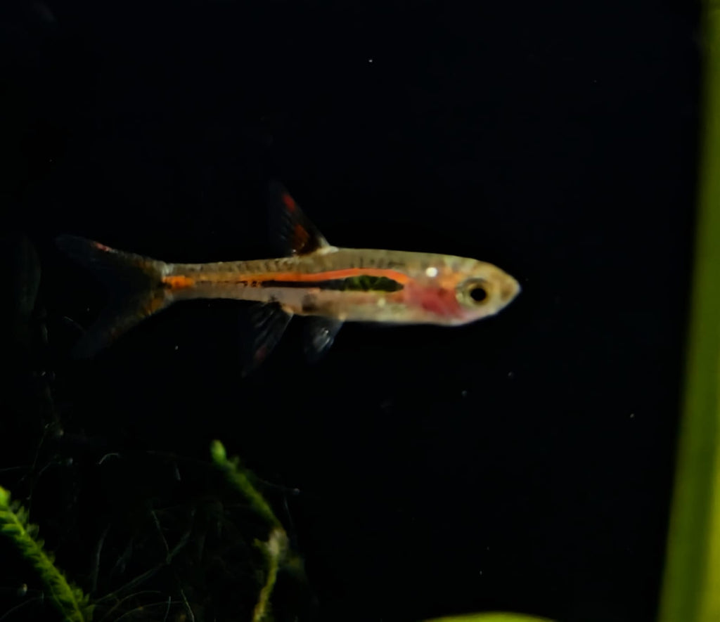 Chilli Bridgette rasbora