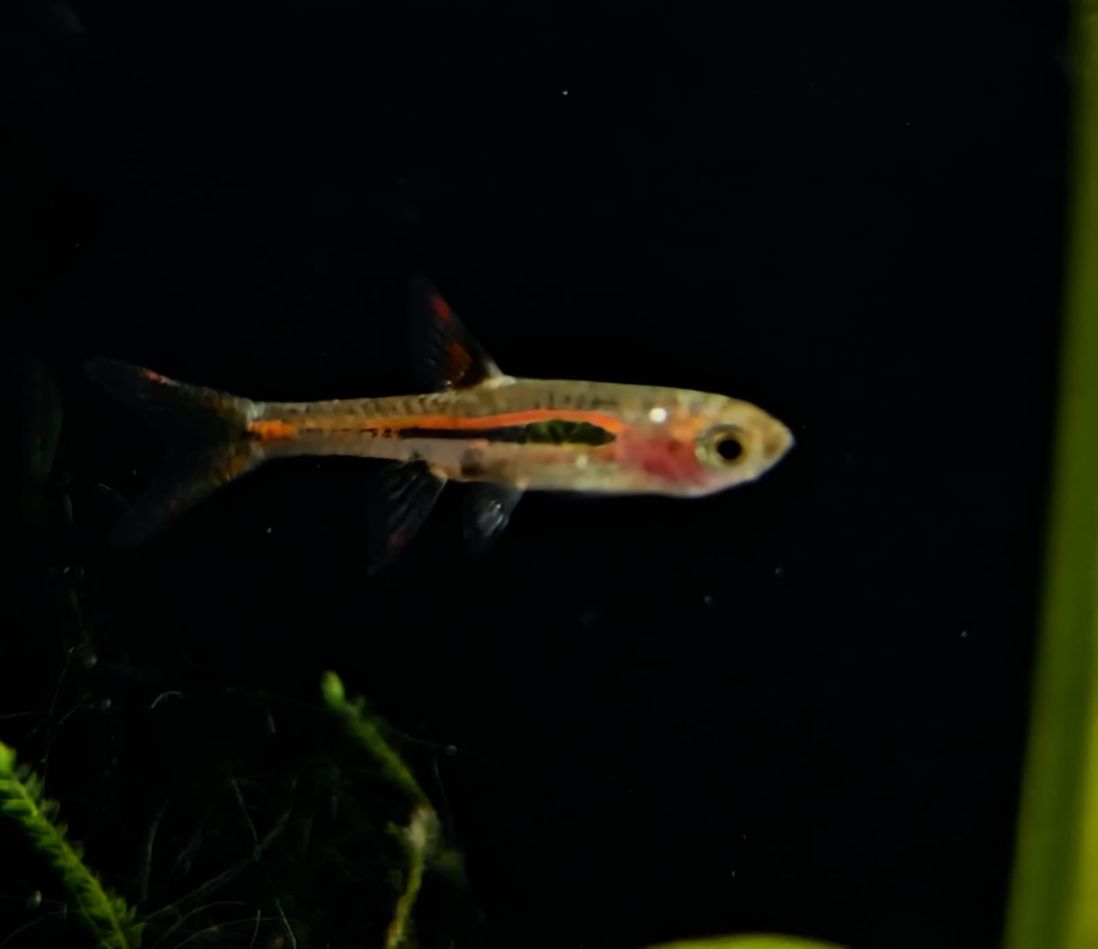Chilli Bridgette rasbora