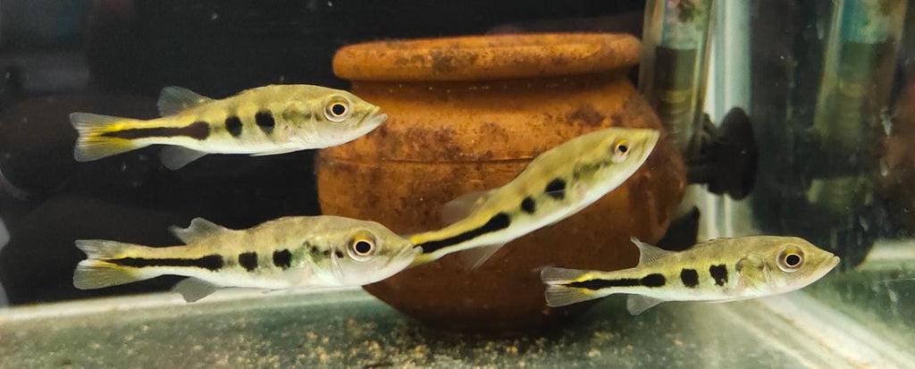 Peacock bass