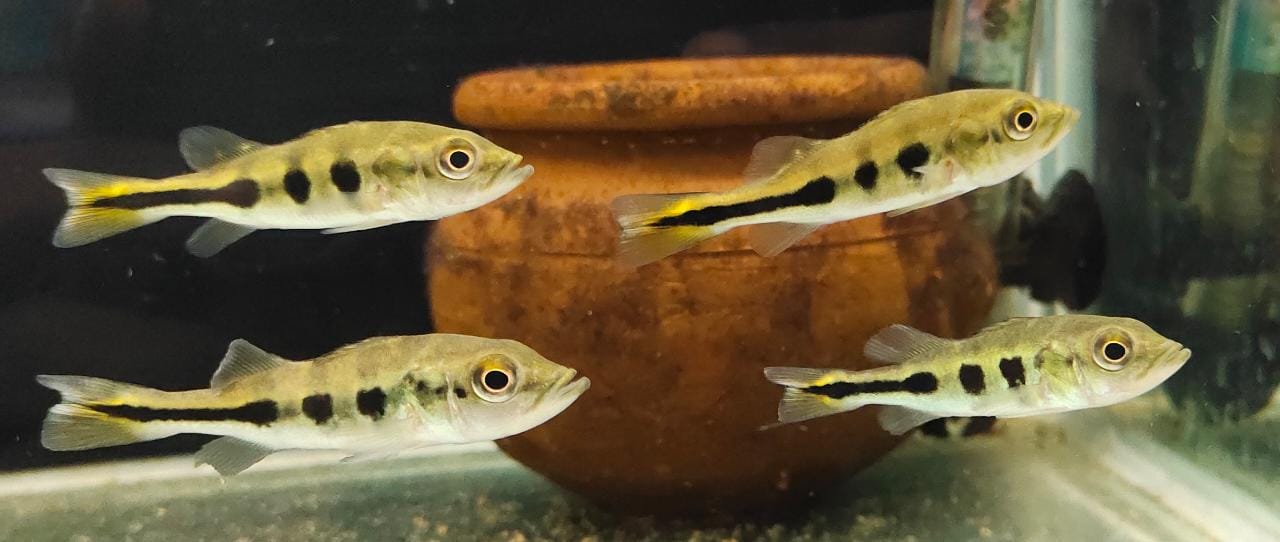 Peacock bass